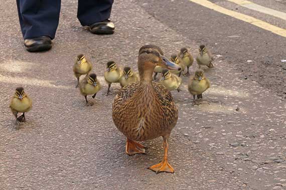 A duck walking along the street with ducklings following behind